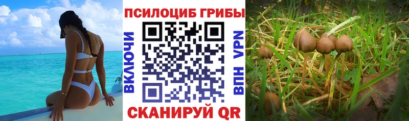 Купить закладки  Меленки  Галлюциногенные грибы Magic Shrooms 